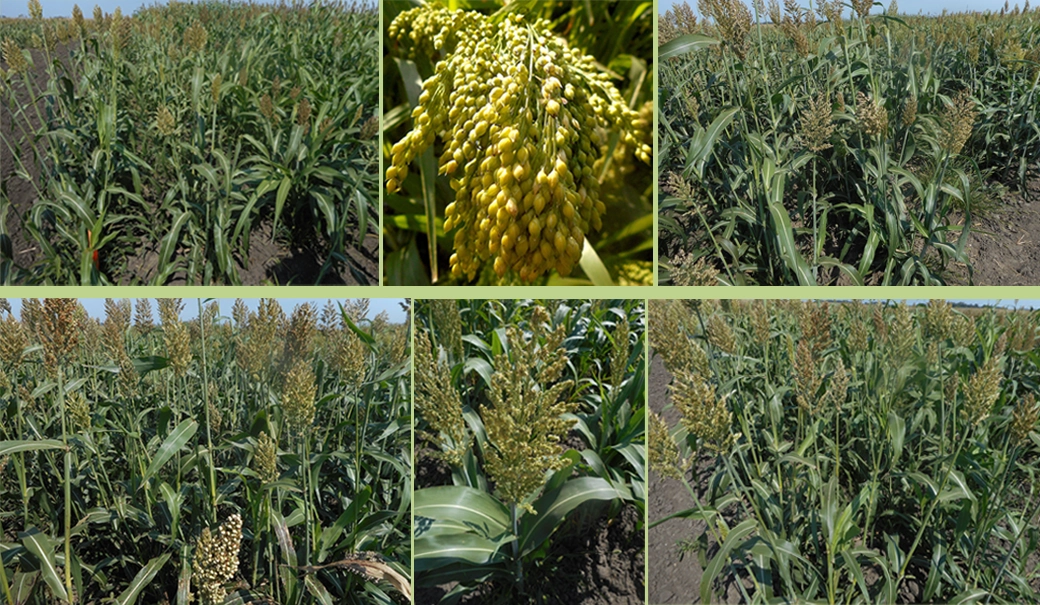 Sorghum crop
