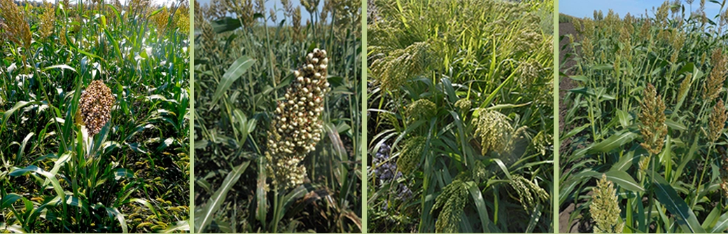 Sorghum plants