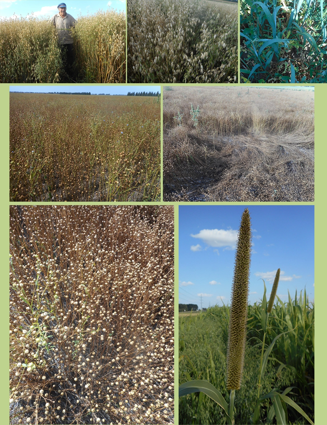 various crops