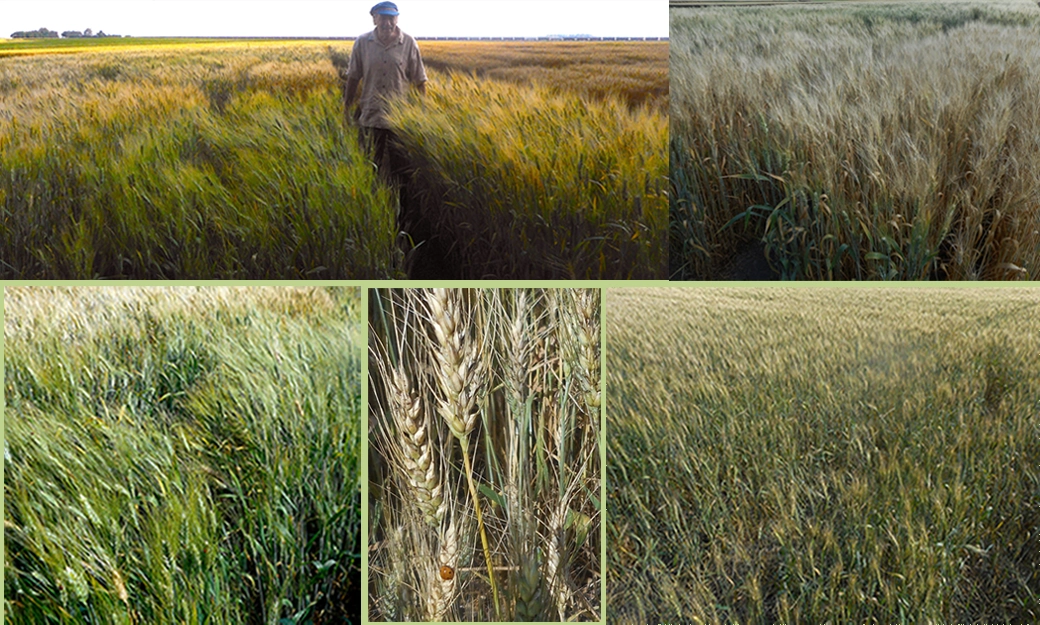 Wheat in field