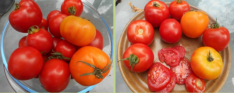 Plates of tomatoes