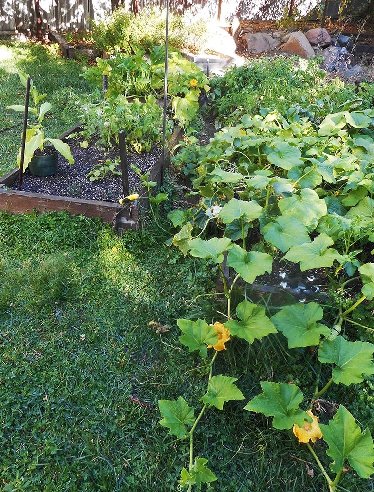 Thriving squash plants