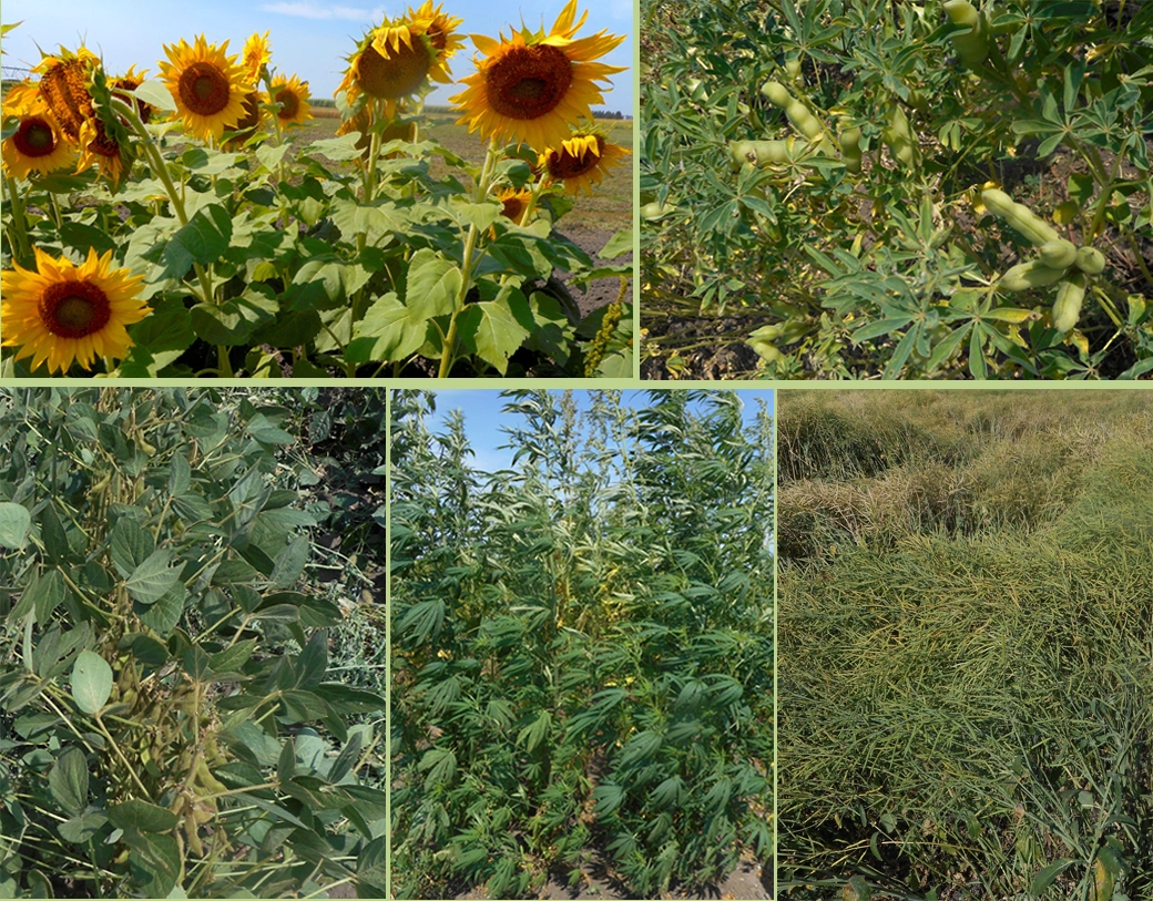 plant/crop photos