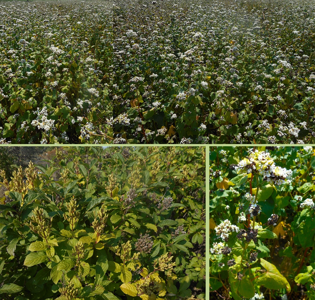 Buckwheat in field