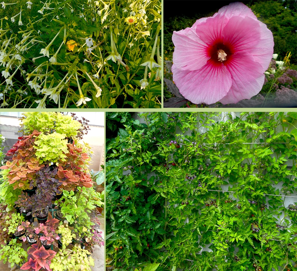 4 plant images