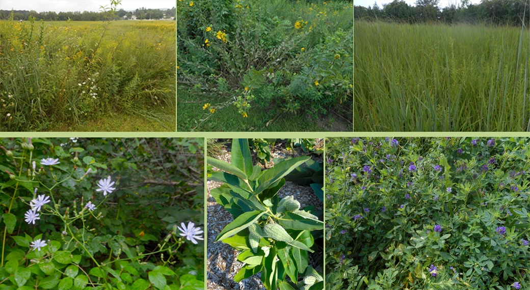 Prairies and plants