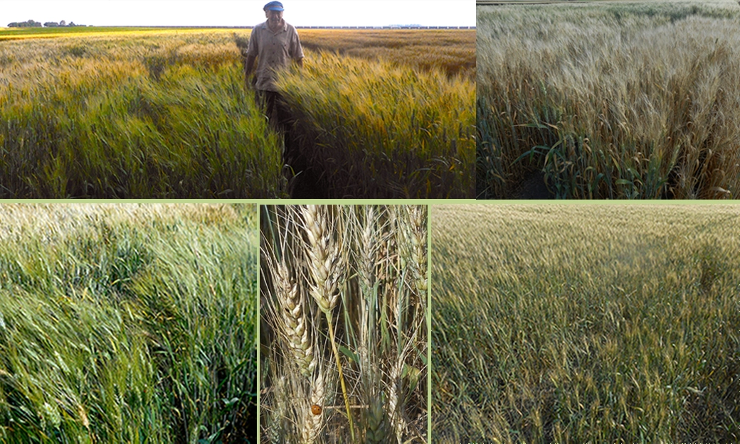 Wheat in field
