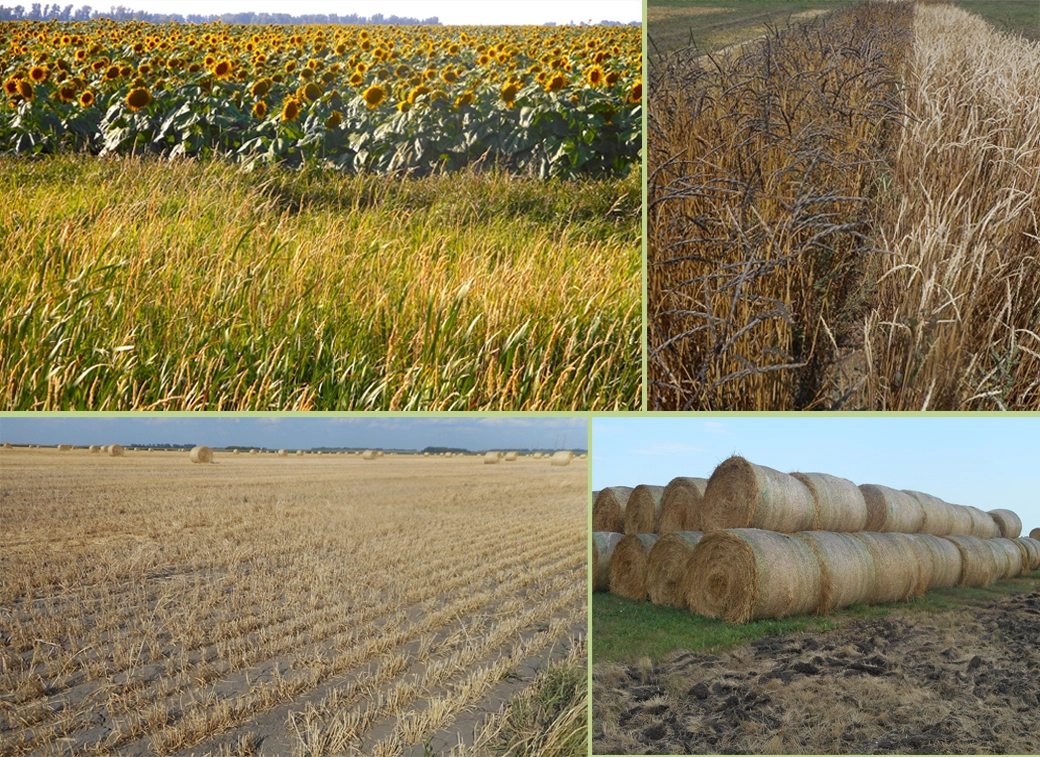 Cover crops