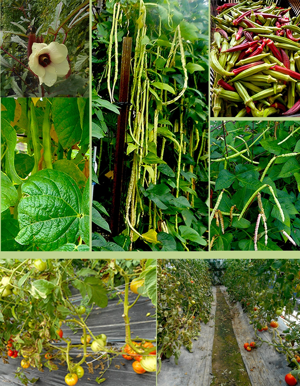 Organic crops